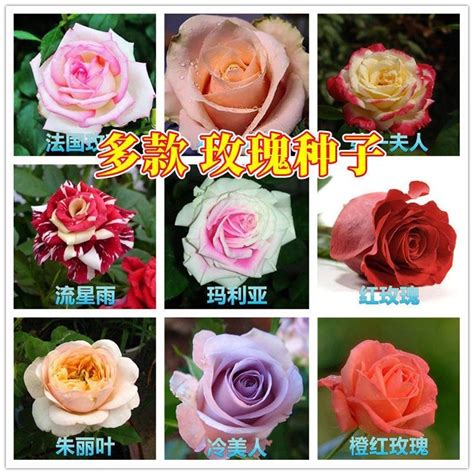 玫瑰花好種嗎|【玫瑰花種植攻略】玫瑰花要怎麼種？修剪祕訣報你知 